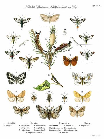 Die Bedeutung von Schmetterlingen in verschiedenen Farben: Eine spirituelle Perspektive Die Bedeutung von Schmetterlingen in verschiedenen Farben: Eine spirituelle Perspektive