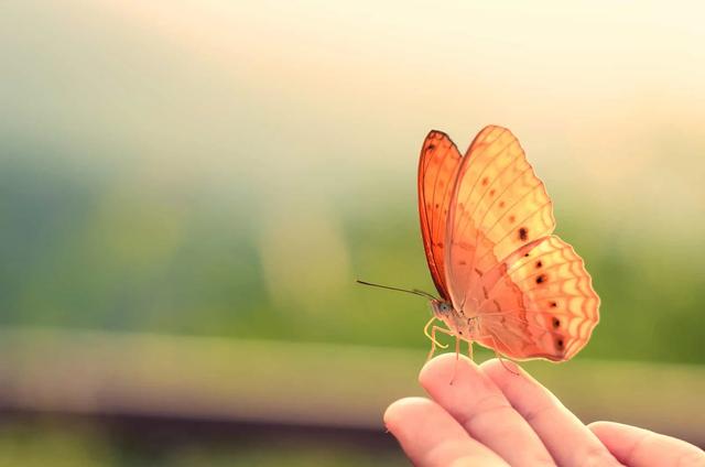 Die spirituelle Bedeutung von Schmetterlingsbegegnungen: Botschaften aus einer anderen Welt Die spirituelle Bedeutung von Schmetterlingsbegegnungen: Botschaften aus einer anderen Welt
