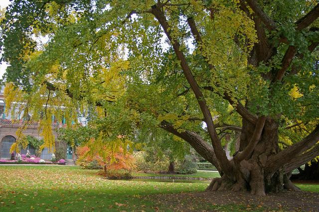 Der Ginkgo - ein Baum der Hoffnung und Freundschaft zwischen Vergangenheit und Gegenwart Der Ginkgo - ein Baum der Hoffnung und Freundschaft zwischen Vergangenheit und Gegenwart