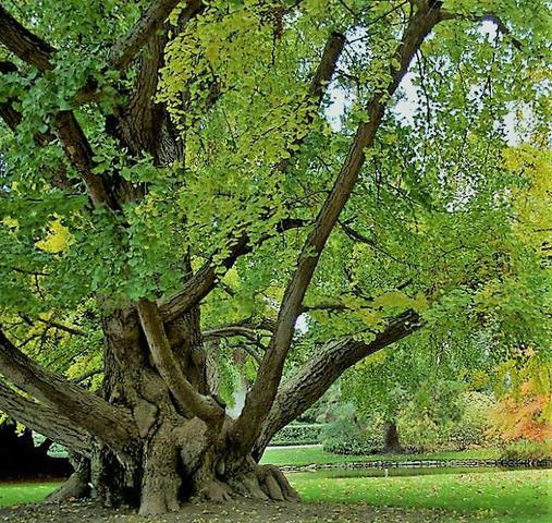 Der Ginkgo als globales Symbol der Widerstandsfähigkeit gegen Klimaveränderungen und Atomkatastrophen Der Ginkgo als globales Symbol der Widerstandsfähigkeit gegen Klimaveränderungen und Atomkatastrophen