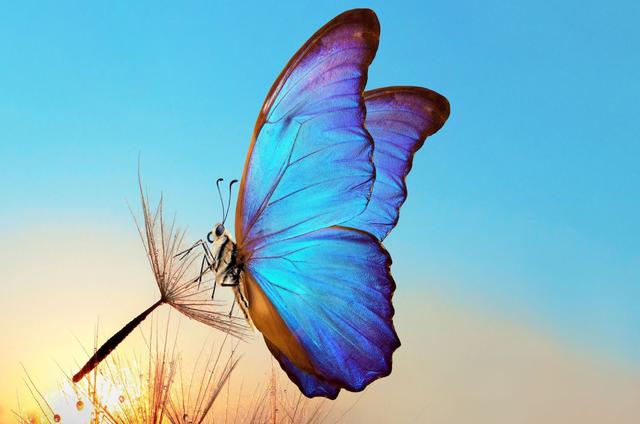 Blauer Schmetterling: Eine Metapher für Veränderung und Transformation