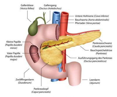 Anatomische Unterteilung der Bauchspeicheldrüse: Kopf, Körper und Schwanz Anatomische Unterteilung der Bauchspeicheldrüse: Kopf, Körper und Schwanz