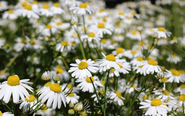 Die heilende Kraft des Kamillentees: Wirkung und Anwendungsmöglichkeiten