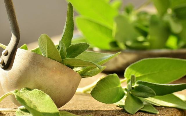 6. Salbei anbauen, ernten und trocknen: Tipps für die Herstellung von hochwertigem Salbeitee 6. Salbei anbauen, ernten und trocknen: Tipps für die Herstellung von hochwertigem Salbeitee