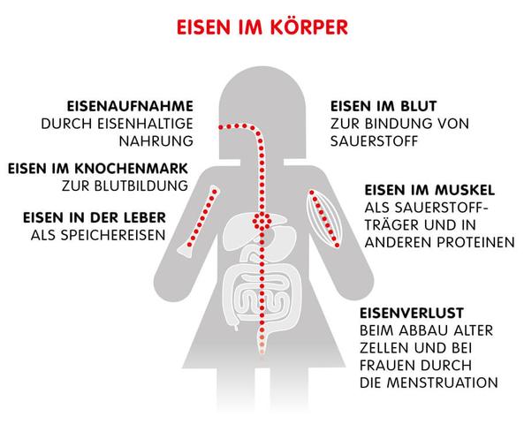 Wie beeinflussen verschiedene Substanzen die Eisenaufnahme im Körper? Wie beeinflussen verschiedene Substanzen die Eisenaufnahme im Körper?