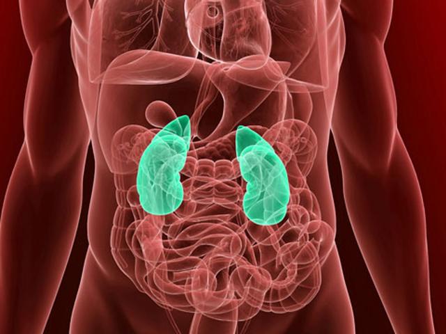 Vorsicht vor diesen Faktoren: Was den Nieren am meisten schadet