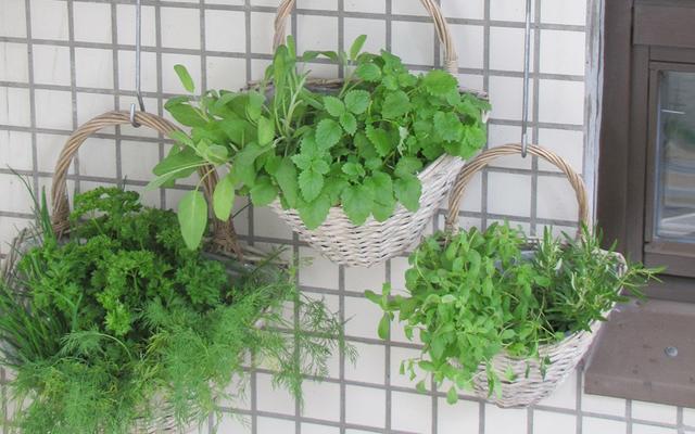 Schritt-für-Schritt-Anleitung: Ein Kräuterbeet selber bauen Schritt-für-Schritt-Anleitung: Ein Kräuterbeet selber bauen