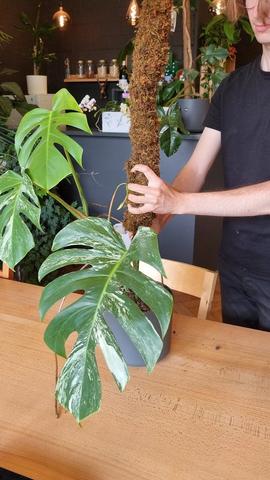 Schritt-für-Schritt-Anleitung: Wie du einen Moosstab selber machen kannst Schritt-für-Schritt-Anleitung: Wie du einen Moosstab selber machen kannst