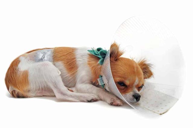 Alternative zum Plastikhalskragen: Selbstgemachter Halskragen für Hunde Alternative zum Plastikhalskragen: Selbstgemachter Halskragen für Hunde