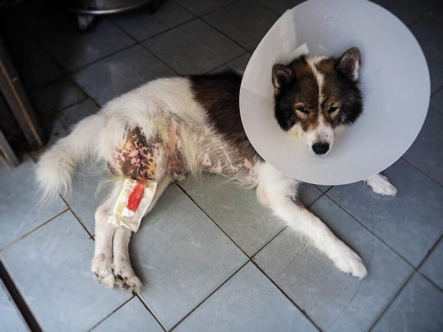 Kreativer Leckschutz: Bauanleitung für einen individuellen Halskragen für deinen Hund Kreativer Leckschutz: Bauanleitung für einen individuellen Halskragen für deinen Hund