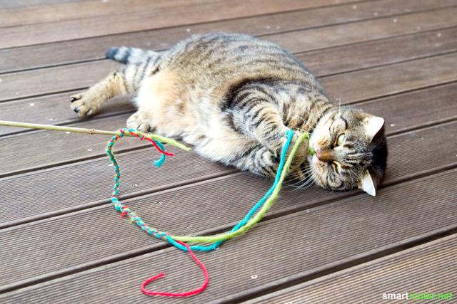 Nachhaltiges Katzenspielzeug: Upcycling-Ideen für zufriedene Stubentiger Nachhaltiges Katzenspielzeug: Upcycling-Ideen für zufriedene Stubentiger