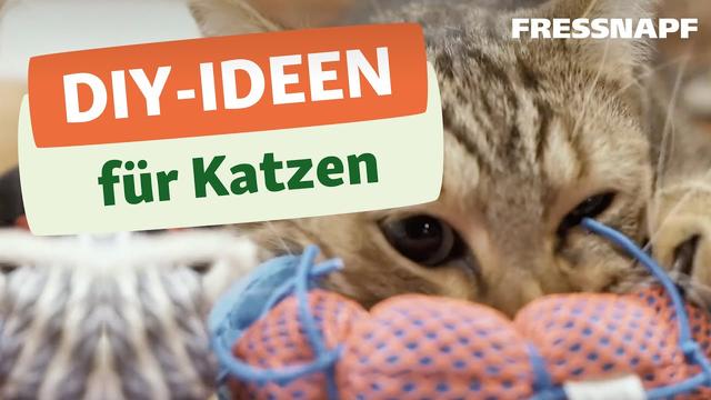DIY-Katzenspielzeug: Kreative Ideen zum Selbermachen für glückliche Katzen DIY-Katzenspielzeug: Kreative Ideen zum Selbermachen für glückliche Katzen