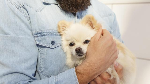 Dogfishing: Die Täuschung mit dem vierpfotigen Flirt-Helfer Dogfishing: Die Täuschung mit dem vierpfotigen Flirt-Helfer