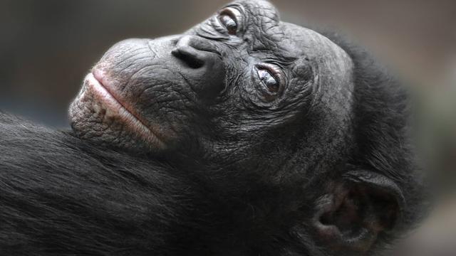 Der älteste Affe der Welt: Wie alt wurde er und wo lebt er? Der älteste Affe der Welt: Wie alt wurde er und wo lebt er?