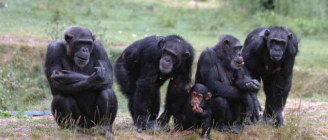 Todesursachen bei Affen: Was sind die häufigsten Ursachen für ihr Ableben? Todesursachen bei Affen: Was sind die häufigsten Ursachen für ihr Ableben?