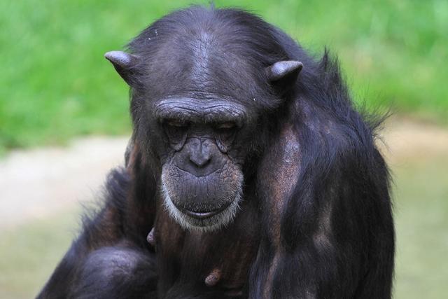 Die Lebenserwartung von Affen: Wie alt werden sie durchschnittlich? Die Lebenserwartung von Affen: Wie alt werden sie durchschnittlich?