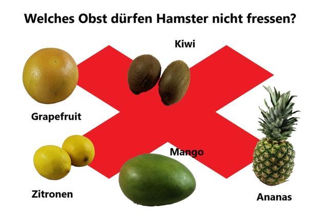 Erdbeeren, Weintrauben, Äpfel und mehr: Welches Obst dürfen Hamster essen? Erdbeeren, Weintrauben, Äpfel und mehr: Welches Obst dürfen Hamster essen?
