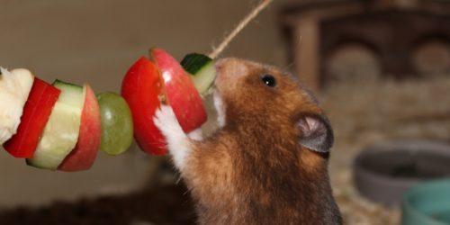 Können Hamster Bananen essen? Erfahren Sie, welche Obstsorten für Hamster geeignet sind Können Hamster Bananen essen? Erfahren Sie, welche Obstsorten für Hamster geeignet sind