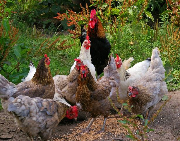 Ist es sicher, Hühnern Paprika zu geben? Die Fakten im Überblick Ist es sicher, Hühnern Paprika zu geben? Die Fakten im Überblick