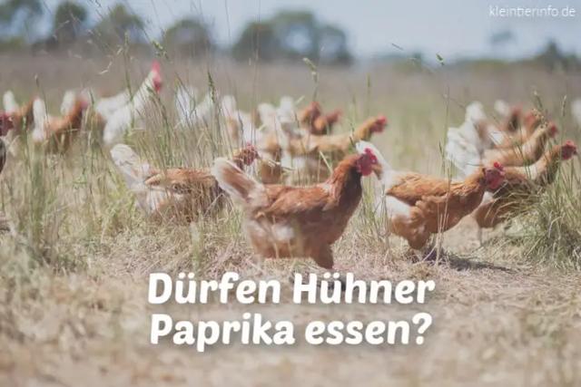 Welche Auswirkungen hat Paprika auf Hühner? Eine genaue Betrachtung Welche Auswirkungen hat Paprika auf Hühner? Eine genaue Betrachtung