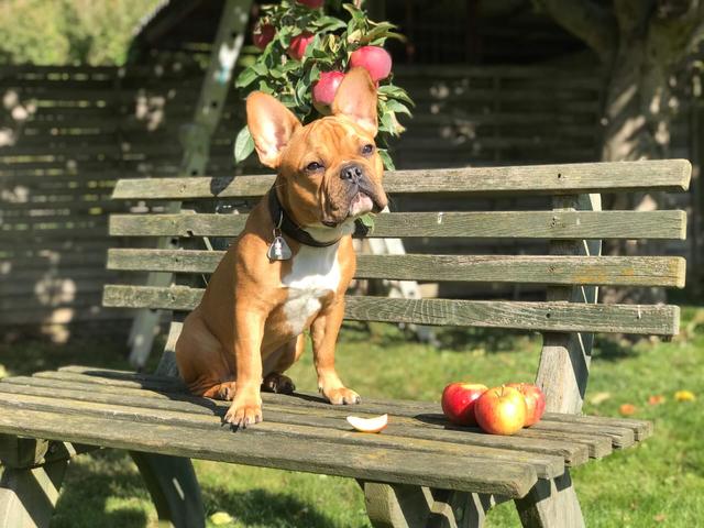 Äpfel mit Schale für Hunde: Erlaubt oder nicht? Äpfel mit Schale für Hunde: Erlaubt oder nicht?