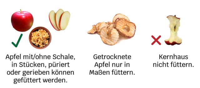 Die richtige Menge an Äpfeln für Hunde: Was ist zu beachten? Die richtige Menge an Äpfeln für Hunde: Was ist zu beachten?