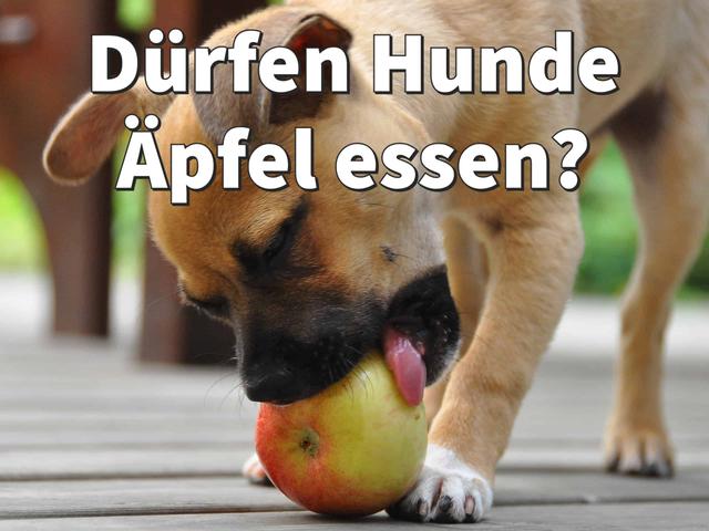 Verdauungsprobleme bei Hunden nach dem Verzehr von Äpfeln mit Schale Verdauungsprobleme bei Hunden nach dem Verzehr von Äpfeln mit Schale