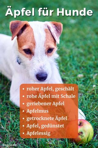 Können Hunde Äpfel mit Schale essen? Wichtige Tipps und Informationen Können Hunde Äpfel mit Schale essen? Wichtige Tipps und Informationen
