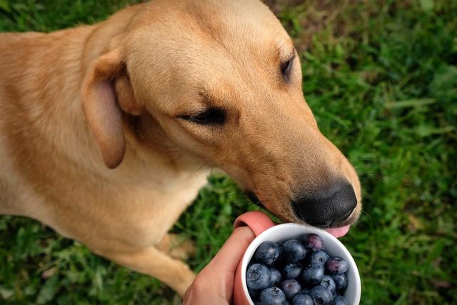 Blaubeeren als Snack für Hunde: Erlaubt oder nicht? Blaubeeren als Snack für Hunde: Erlaubt oder nicht?