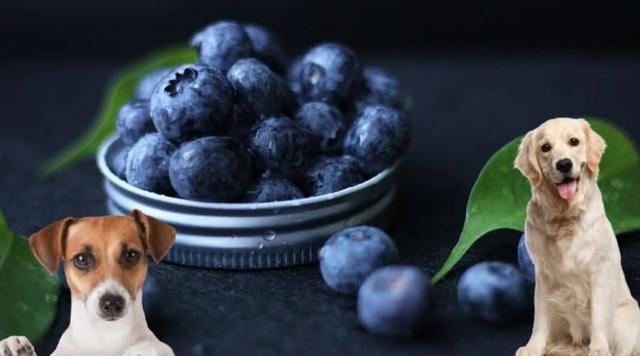 Sind Blaubeeren gesund für Hunde? Alles, was du wissen musst Sind Blaubeeren gesund für Hunde? Alles, was du wissen musst