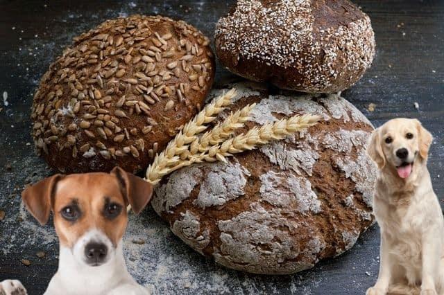 Gesunder Snack oder Dickmacher? Das richtige Verhältnis von Brot für Hunde Gesunder Snack oder Dickmacher? Das richtige Verhältnis von Brot für Hunde