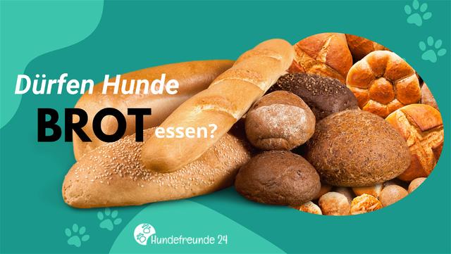 Brot für Hunde: Was du beachten solltest Brot für Hunde: Was du beachten solltest