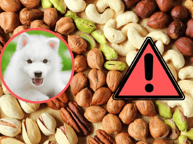 Allergien und Unverträglichkeiten: Vorsicht bei der Fütterung von Erdnüssen an Hunde Allergien und Unverträglichkeiten: Vorsicht bei der Fütterung von Erdnüssen an Hunde