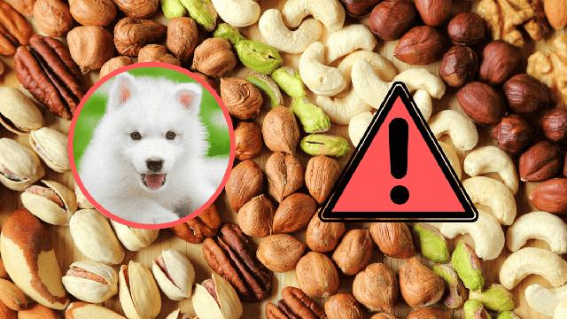 Verträglichkeit von Erdnüssen für Hunde: Was Sie beachten sollten Verträglichkeit von Erdnüssen für Hunde: Was Sie beachten sollten