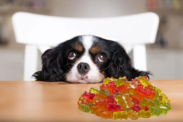 Hunde und Gummibärchen: Warum Fruchtgummi nicht in die Ernährung gehört Hunde und Gummibärchen: Warum Fruchtgummi nicht in die Ernährung gehört