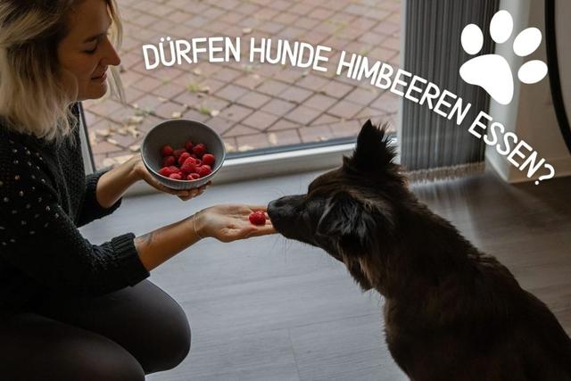 Frische Beeren im Napf: Warum Himbeeren eine gute Wahl für Hunde sind Frische Beeren im Napf: Warum Himbeeren eine gute Wahl für Hunde sind