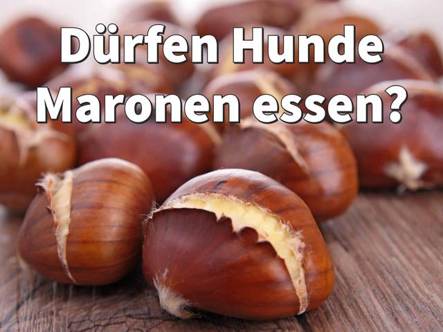 Maronen als Leckerbissen für Ihren Hund? Hier sind die Fakten Maronen als Leckerbissen für Ihren Hund? Hier sind die Fakten