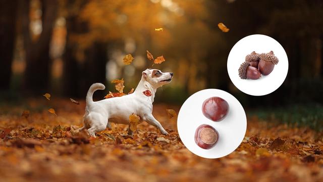 Gesundheitliche Auswirkungen von Maronen auf Hunde: Was Sie wissen sollten Gesundheitliche Auswirkungen von Maronen auf Hunde: Was Sie wissen sollten