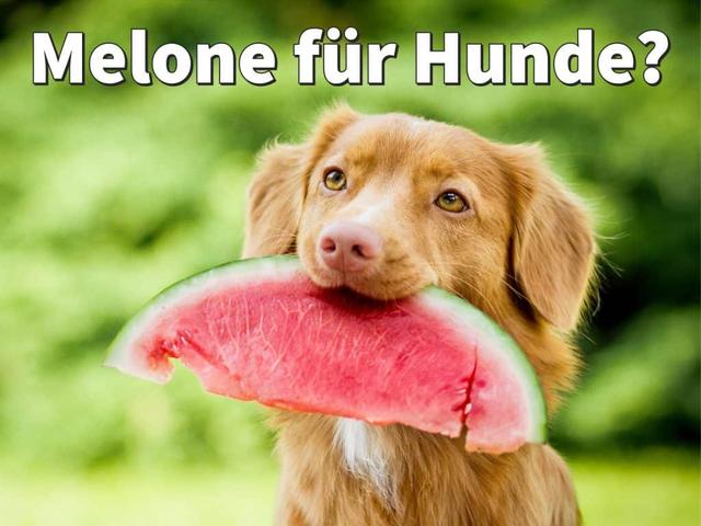 Melonen als Leckerli für Hunde: Was Sie beachten sollten Melonen als Leckerli für Hunde: Was Sie beachten sollten