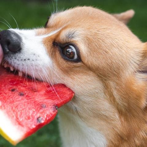 Sind Melonen sicher für Hunde? Tipps zur Fütterung Sind Melonen sicher für Hunde? Tipps zur Fütterung