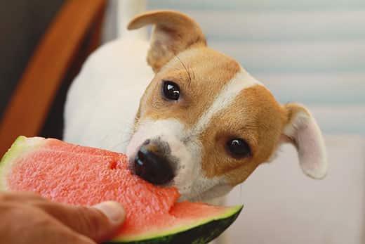 Die richtige Art, Melonen an Ihren Hund zu füttern Die richtige Art, Melonen an Ihren Hund zu füttern
