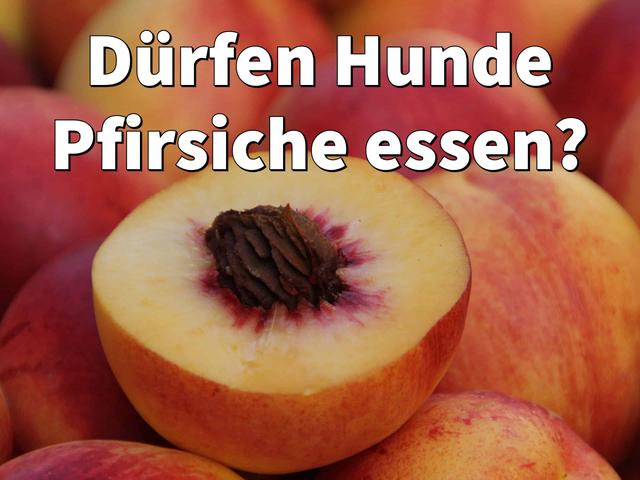 Pfirsiche in der Hundeernährung: Tipps und kreative Ideen Pfirsiche in der Hundeernährung: Tipps und kreative Ideen