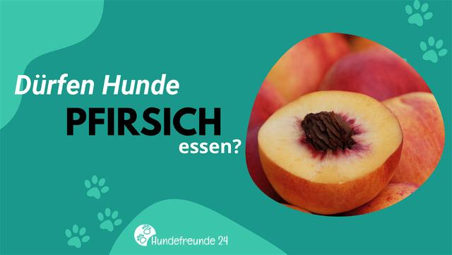 Pfirsich-Rezepte für Hunde: Abwechslungsreiche Ernährungsideen Pfirsich-Rezepte für Hunde: Abwechslungsreiche Ernährungsideen