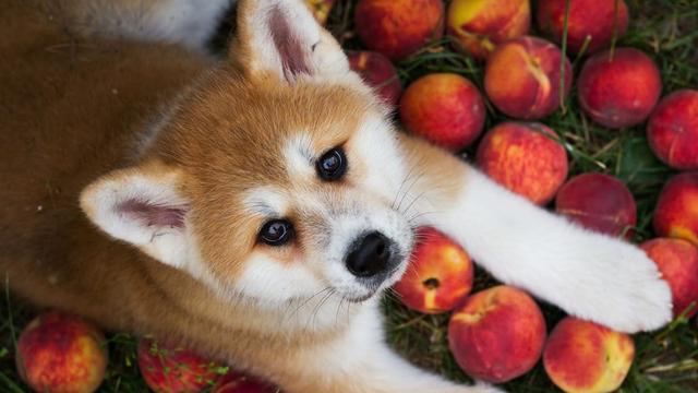 Pfirsiche für Hunde: Gesundheitliche Vorteile und richtige Fütterung Pfirsiche für Hunde: Gesundheitliche Vorteile und richtige Fütterung