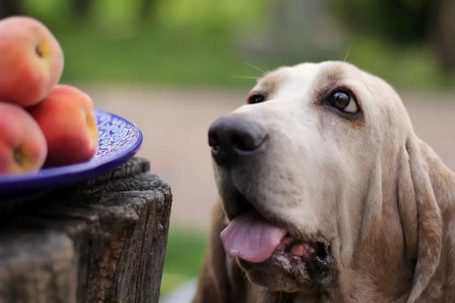 Können Hunde Pfirsiche essen? Alles, was du wissen musst Können Hunde Pfirsiche essen? Alles, was du wissen musst