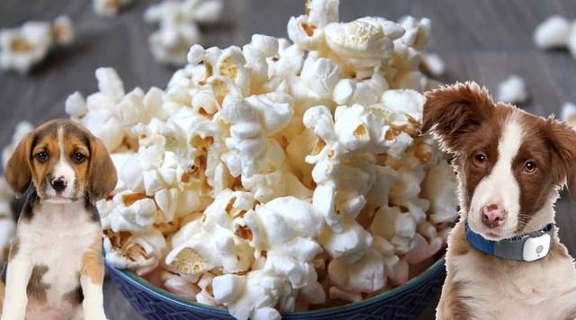 Gesundes Snacken: Warum Popcorn nicht immer die beste Wahl für Hunde ist