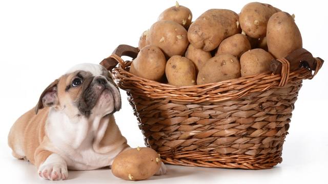Die Gefahren von rohen Kartoffeln für Hunde Die Gefahren von rohen Kartoffeln für Hunde