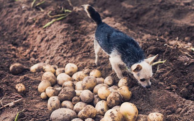 Expertenrat: Warum sollten Sie darauf achten, dass Ihr Hund keine rohen Kartoffeln isst? Expertenrat: Warum sollten Sie darauf achten, dass Ihr Hund keine rohen Kartoffeln isst?