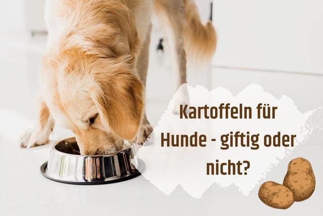 Warum sollten Sie Ihrem Hund keine rohen Kartoffeln geben? Warum sollten Sie Ihrem Hund keine rohen Kartoffeln geben?