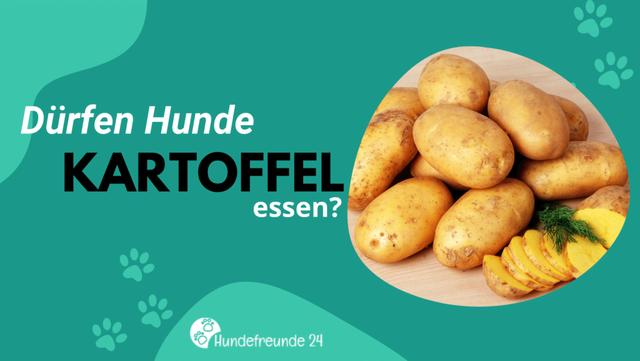 Können Hunde rohe Kartoffeln essen? Alles, was Sie wissen müssen Können Hunde rohe Kartoffeln essen? Alles, was Sie wissen müssen